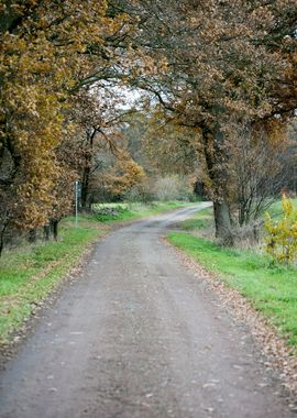 Wild forest empty roads