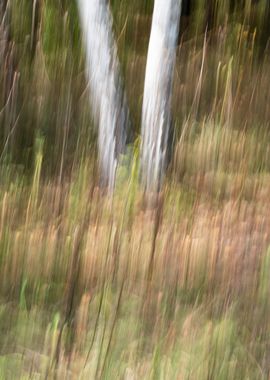 Panning Trees