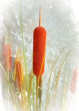 typha wildplant at lake