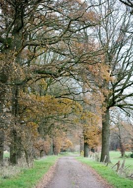 Wild forest empty roads