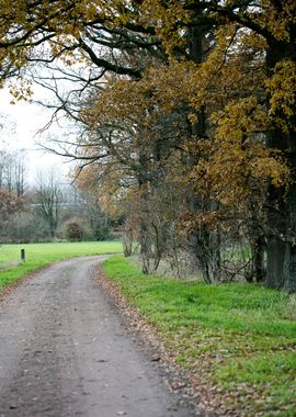 Wild forest empty roads