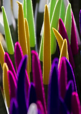 colorful sansevieria 