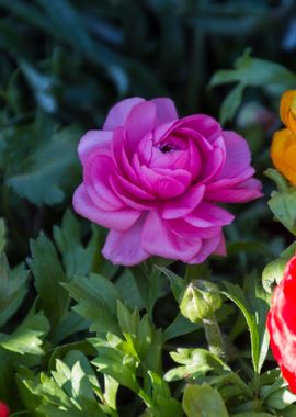 roses in the garden