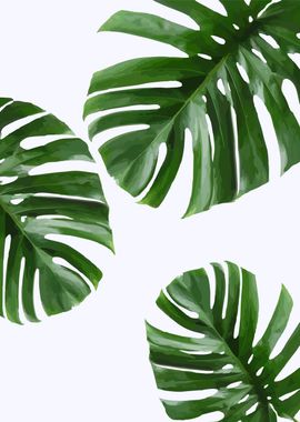 Monstera leaves