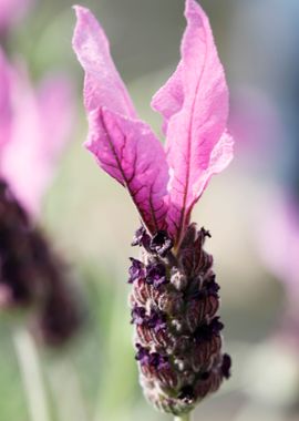 lavender in bloom 