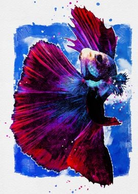 Betta Fish