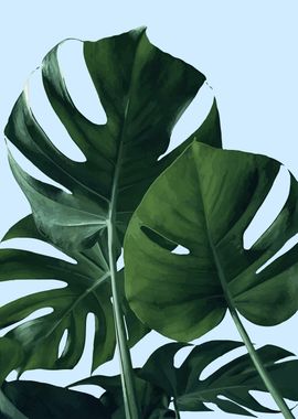 Monstera