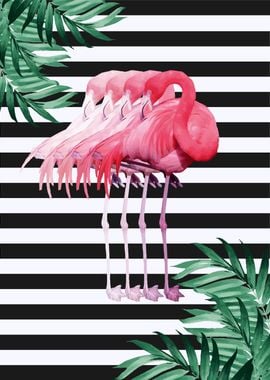 Flamingo