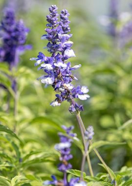 lavender in bloom 