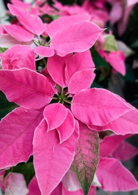 poinsettia at Christmas