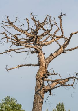 tree in winter