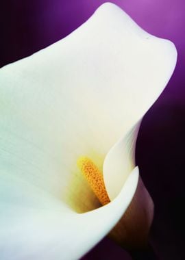 calla lily in the garden