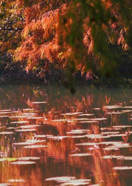 reflection on lake