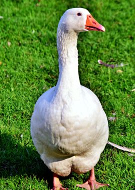 Beautiful White Bird