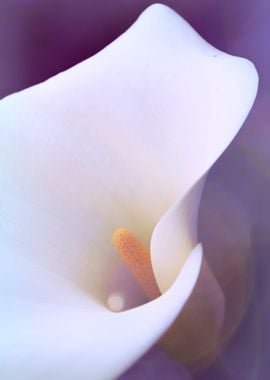 calla lily in the garden