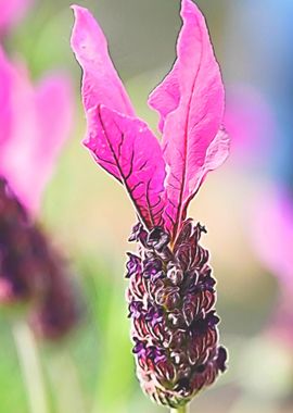 lavender in bloom