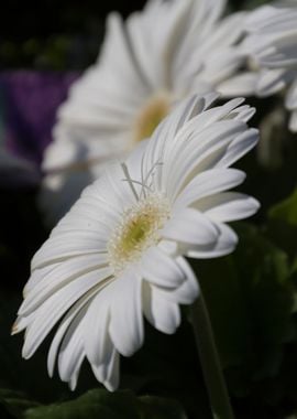 daisies in the garden