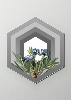 Blue iris On Paper Shield