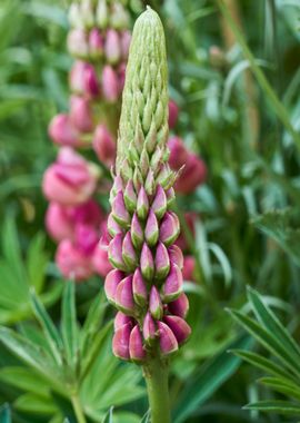 lupinus flower in bloom