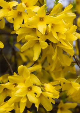 yellow forsythia in spring