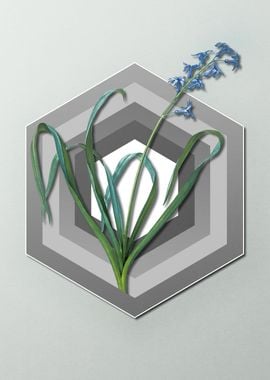 Hyacinth On Paper Shield