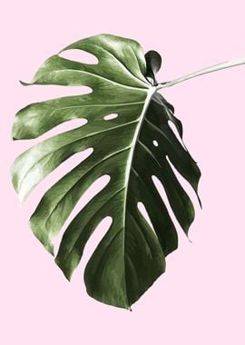 monstera