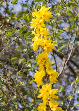 yellow forsythia in spring