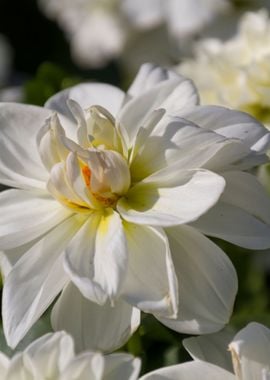 flower in the garden