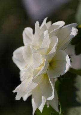 dahlia in the garden