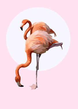 flamingos