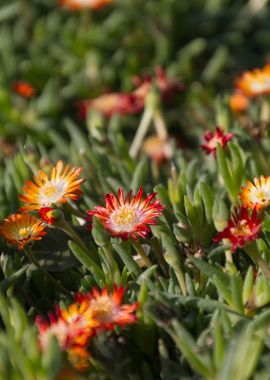 sedum flower