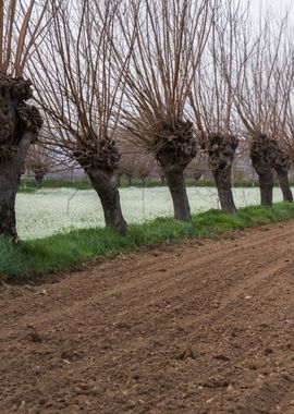 cultivated field