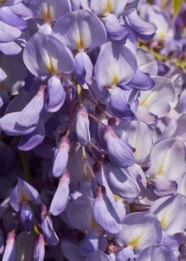 wisteria in the garden