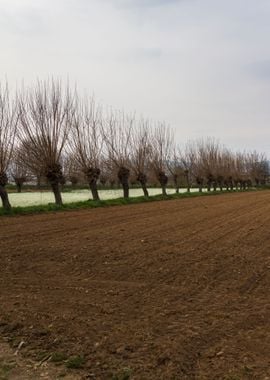 cultivated field