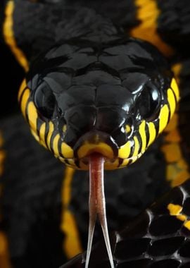 Black and yellow snake