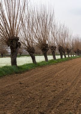 cultivated field