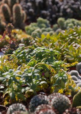 succulent plant