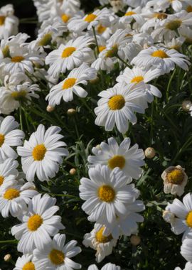 daisies in the garden