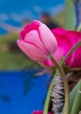 tulips flowers