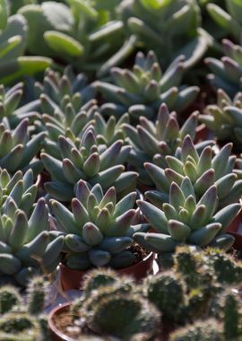 succulent plant