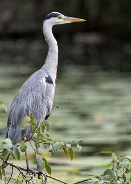 grey heron resting on pond