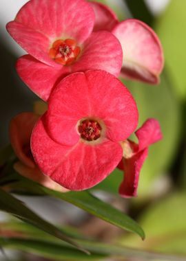 Euphorbia milli background