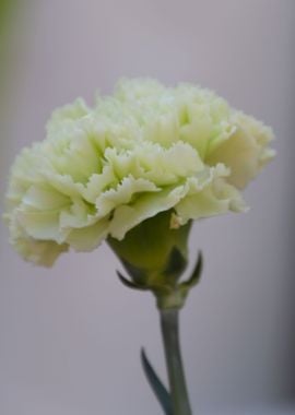 carnation in the garden