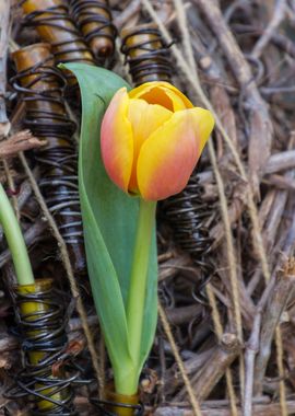 tulips flowers