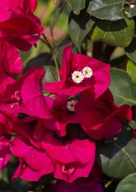 bouganvillea in bloom 