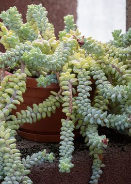 succulent plant