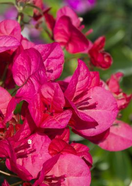 bouganvillea in bloom 