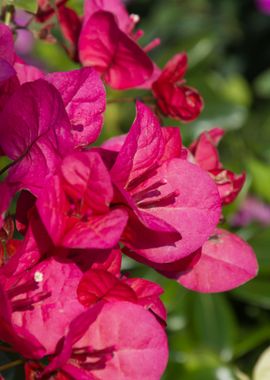 bouganvillea in bloom