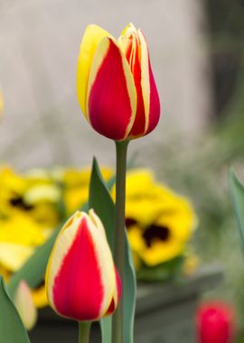 tulip in the garden