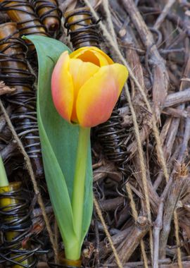 tulips flowers